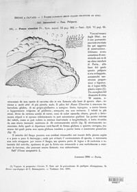 Rigidoporus ulmarius image